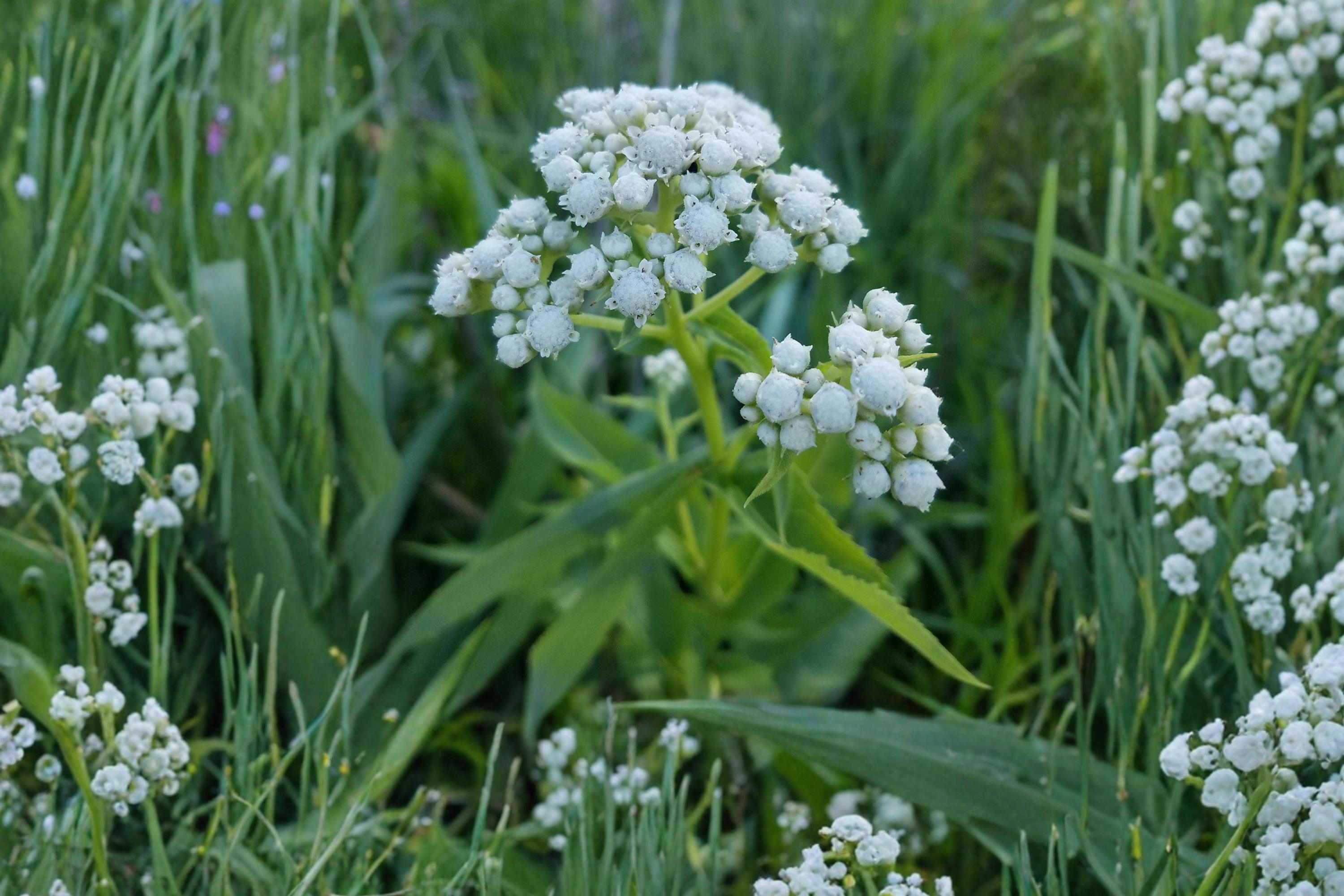 Wild Quinine Seeds – Parthenium integrifolium Perennial Wildflower with White Clusters, Native Prairie Plant for Pollinators