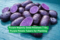 Purple Majesty Seed Potatoes – 7 lbs, Heirloom Purple Tuber for Planting, Nutritious, High Yield, Easy Grow, Solanum tuberosum