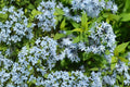 Eastern Bluestar Seeds – Amsonia tabernaemontana – Perennial with Pale Blue Star-Shaped Flowers for Garden & Native Plantings
