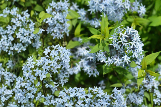 Eastern Bluestar Seeds – Amsonia tabernaemontana – Perennial with Pale Blue Star-Shaped Flowers for Garden & Native Plantings