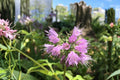 Virginia Waterleaf Seeds – Perennial Woodland Wildflower with Pale Lavender to White Flowers – Hydrophyllum virginianum