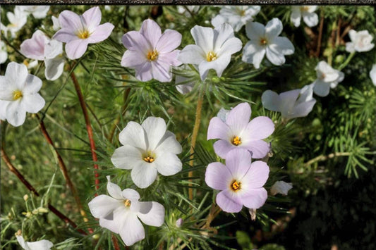 Mountain Phlox Seeds – Linanthus grandiflorus, Pastel Pink, Lavender & White Annual Flower for Borders & Wildflower Gardens