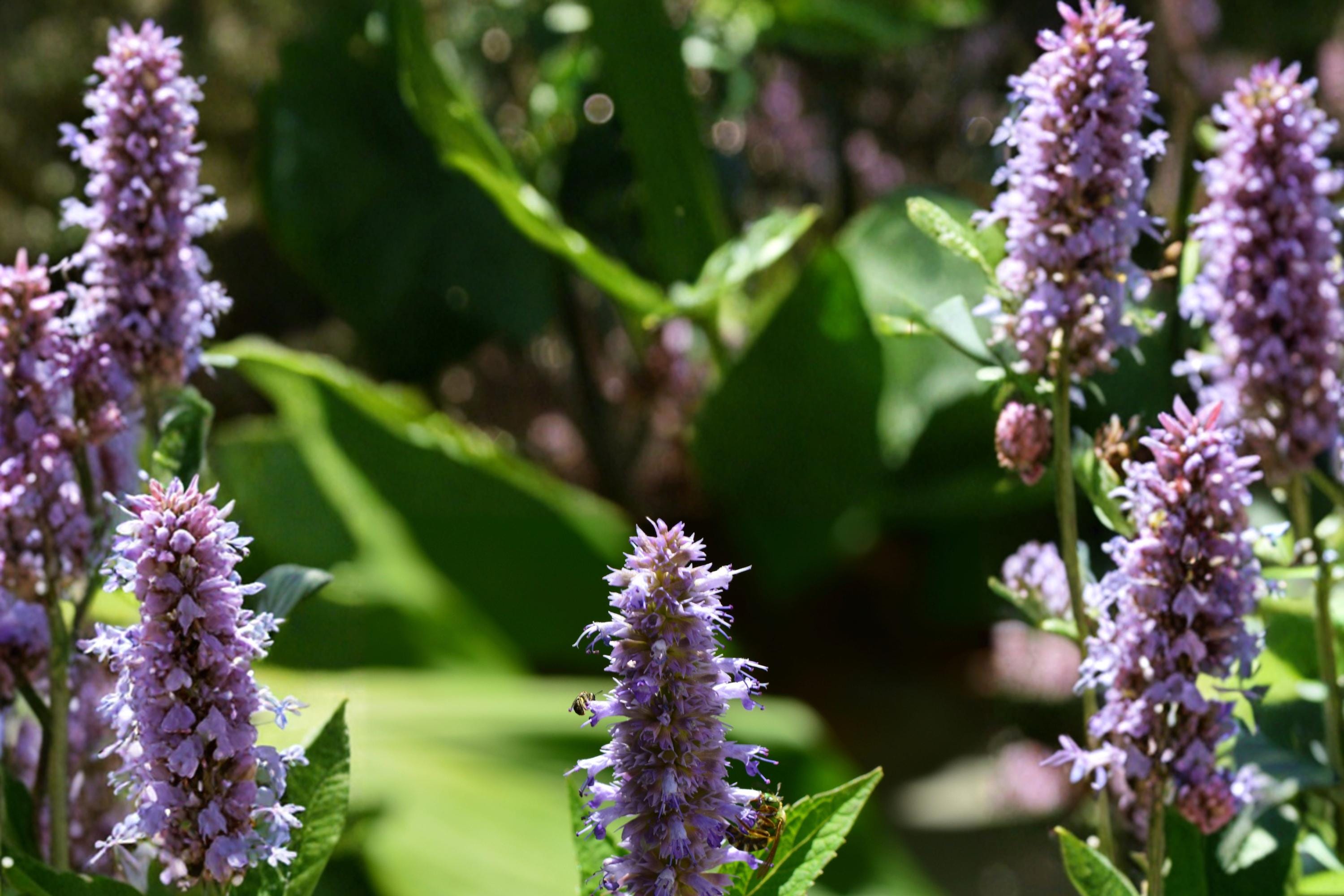 Anise Hyssop Seeds – Agastache foeniculum – Perennial Flower with Lavender-Blue Spikes, Aromatic Foliage, Pollinator Attractant