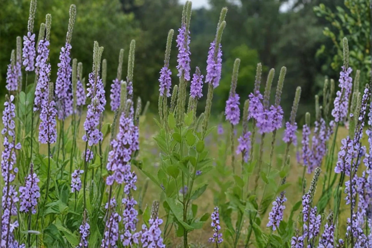 Hoary Vervain Seeds – Verbena stricta Wildflower, Perennial, Purple Lavender Flower, Drought Tolerant, Pollinator-Friendly