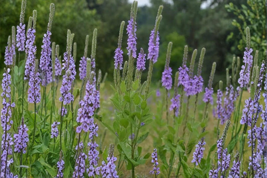 Hoary Vervain Seeds – Verbena stricta Wildflower, Perennial, Purple Lavender Flower, Drought Tolerant, Pollinator-Friendly
