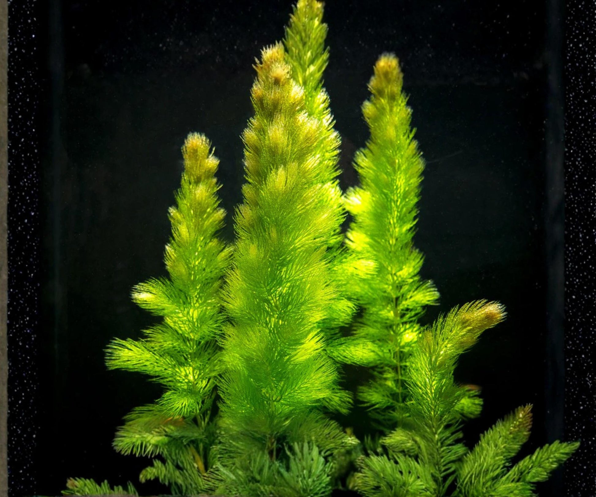 Hornwort Live Aquarium Plants 3 Pack, Fast Growing Freshwater Background, Easy Care, Ceratophyllum demersum