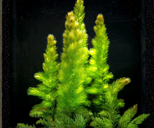 Hornwort Live Aquarium Plants 3 Pack, Fast Growing Freshwater Background, Easy Care, Ceratophyllum demersum