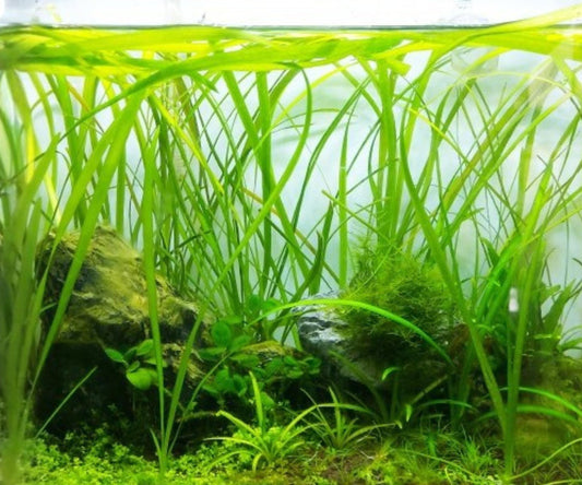 Live Aquarium Plants 6 Pack Jungle Vallisneria Americana Background, Freshwater, Easy Care