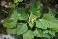 White Leaf Amaranth Seeds (500) | Edible Green Leaf Vegetable | Amaranthus mangostanus