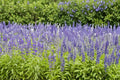 Blue Sage Seeds – Salvia farinacea, Blue to Violet Flowering Annual, Pollinator & Border Plant, Compact Growth