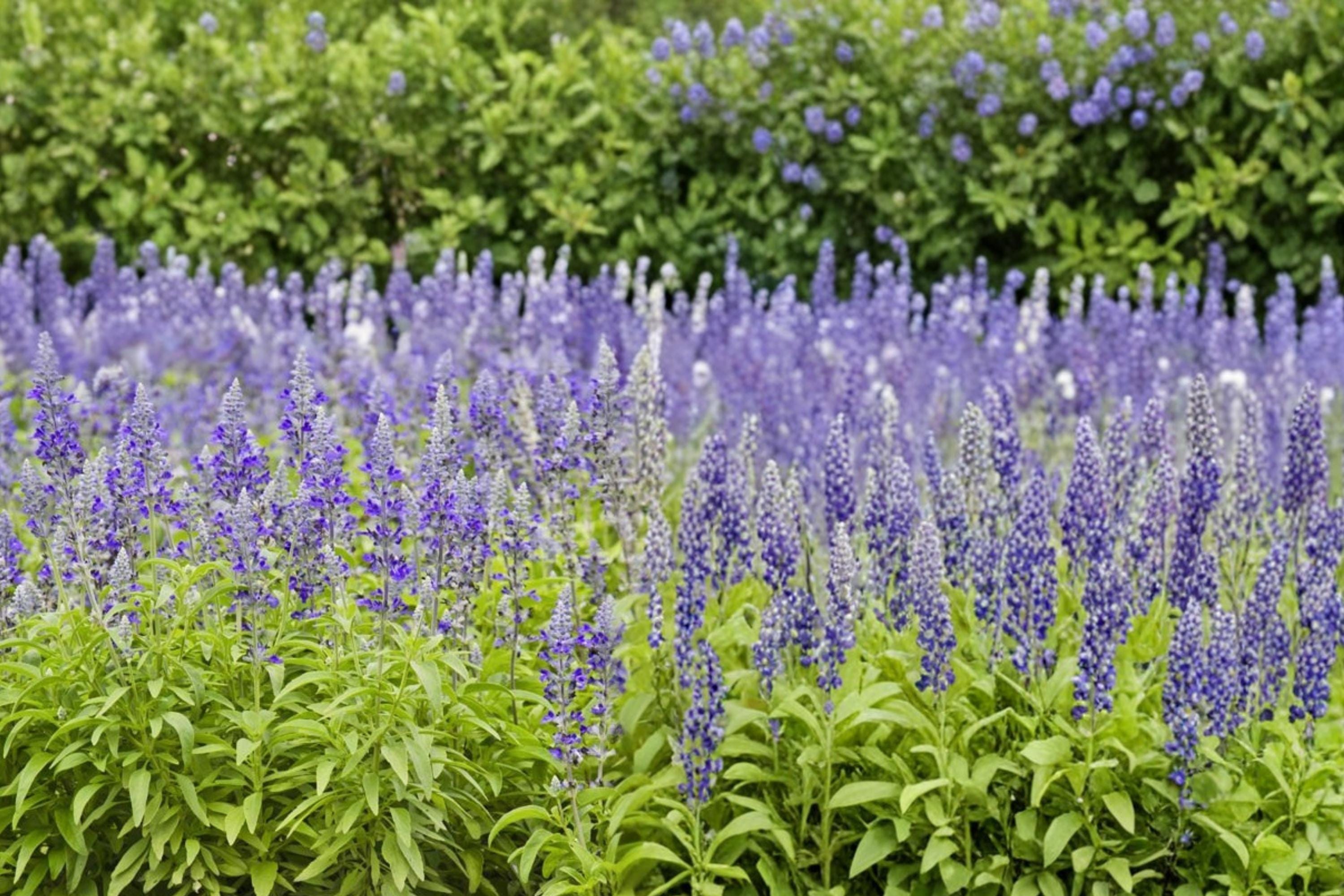 Blue Sage Seeds – Salvia farinacea, Blue to Violet Flowering Annual, Pollinator & Border Plant, Compact Growth