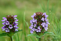 Heal All Seeds – Prunella vulgaris Perennial Wildflower with Purple Flower Spikes, Groundcover, Pollinator Plant, Native Meadow Seed