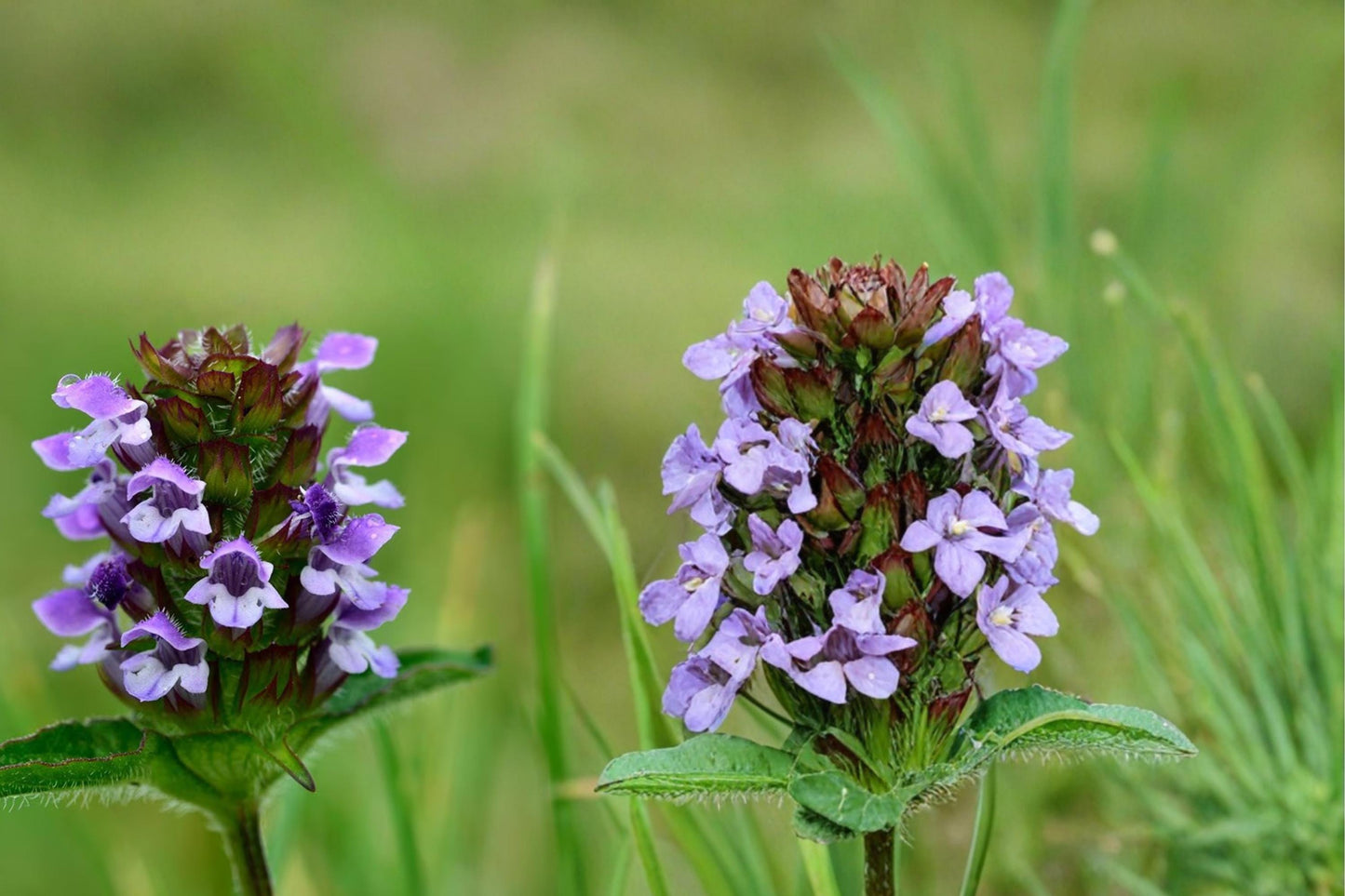 Heal All Seeds – Prunella vulgaris Perennial Wildflower with Purple Flower Spikes, Groundcover, Pollinator Plant, Native Meadow Seed