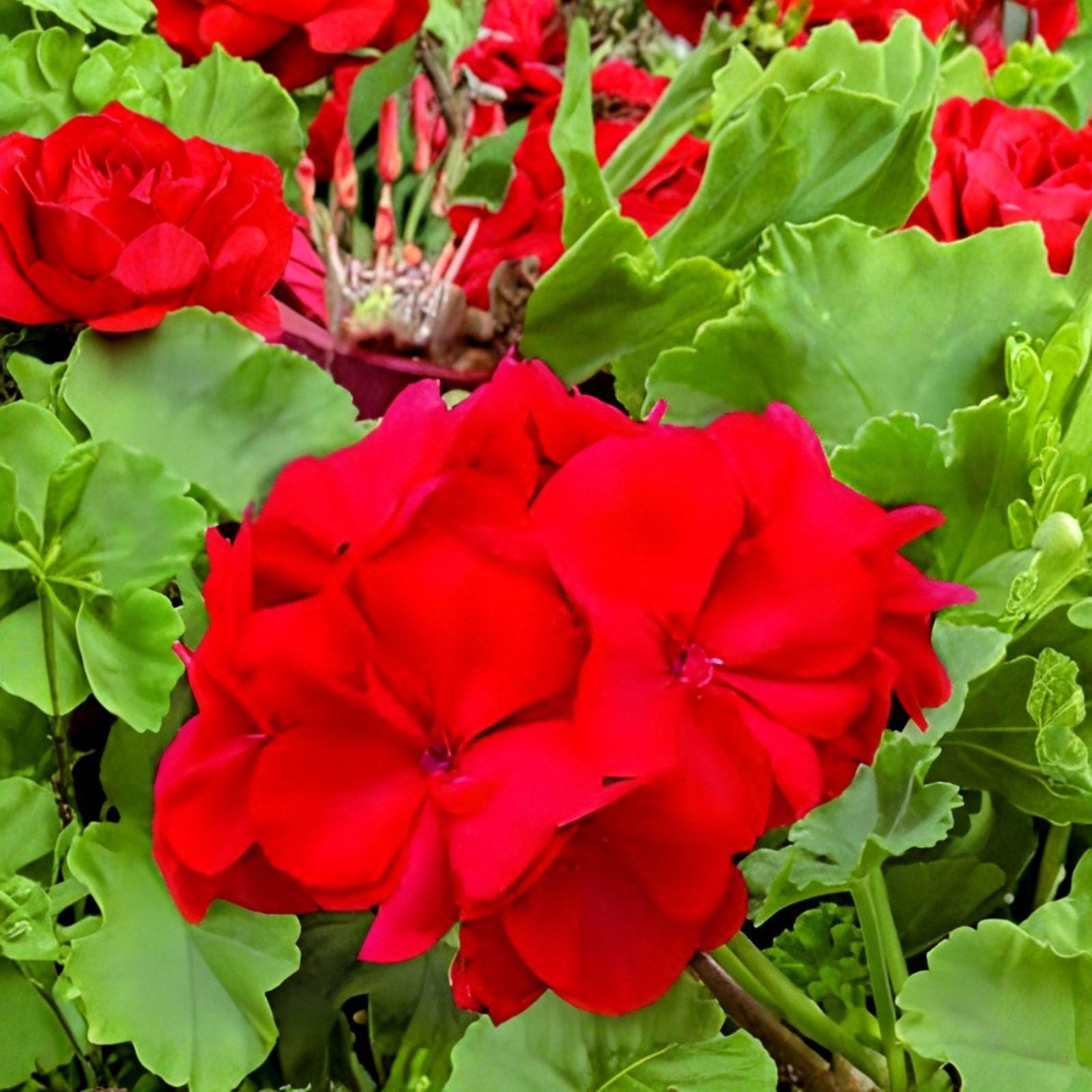 Red Geranium Cuttings | Pelargonium Live Plant, 3 Unrooted Bright Red Blooms, Easy Care, Container & Garden Bed, Spring Blooming