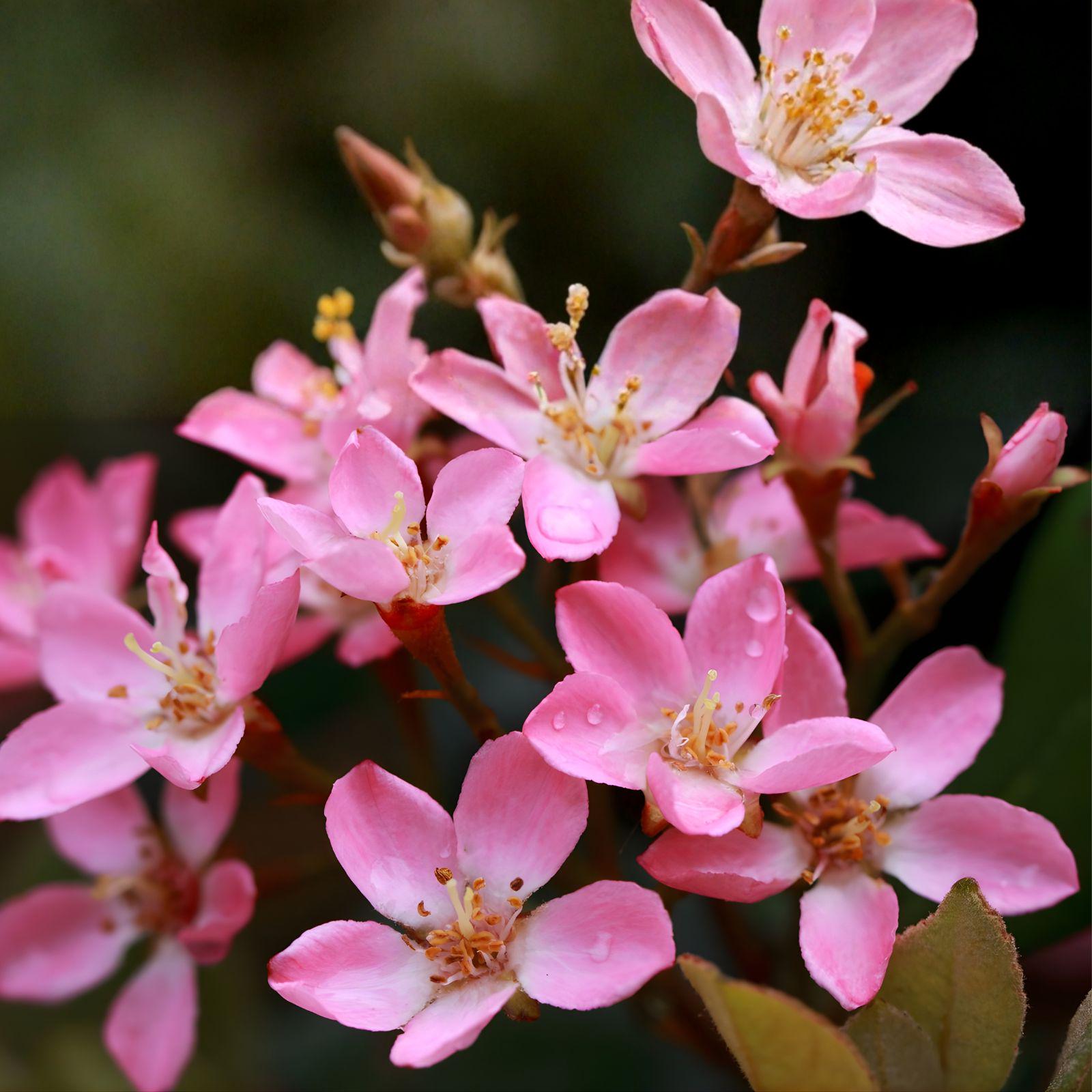 Indian Hawthorne Pink Dancer Cuttings | Rhaphiolepis indica Shrub | 7 Live Unrooted Plant Cuttings for Hedges & Gardens