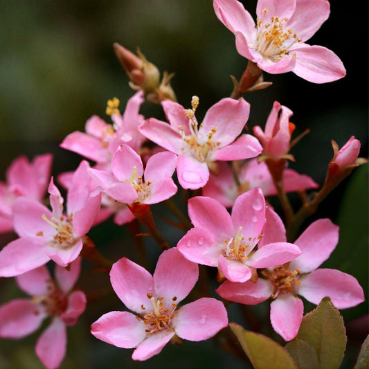 Indian Hawthorne Pink Dancer Cuttings | Rhaphiolepis indica Shrub | 7 Live Unrooted Plant Cuttings for Hedges & Gardens
