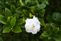 Gardenia Seeds 20 Pack | Fragrant Evergreen Shrub | Gardenia jasminoides | Ornamental & Fragrant Plant Seeds