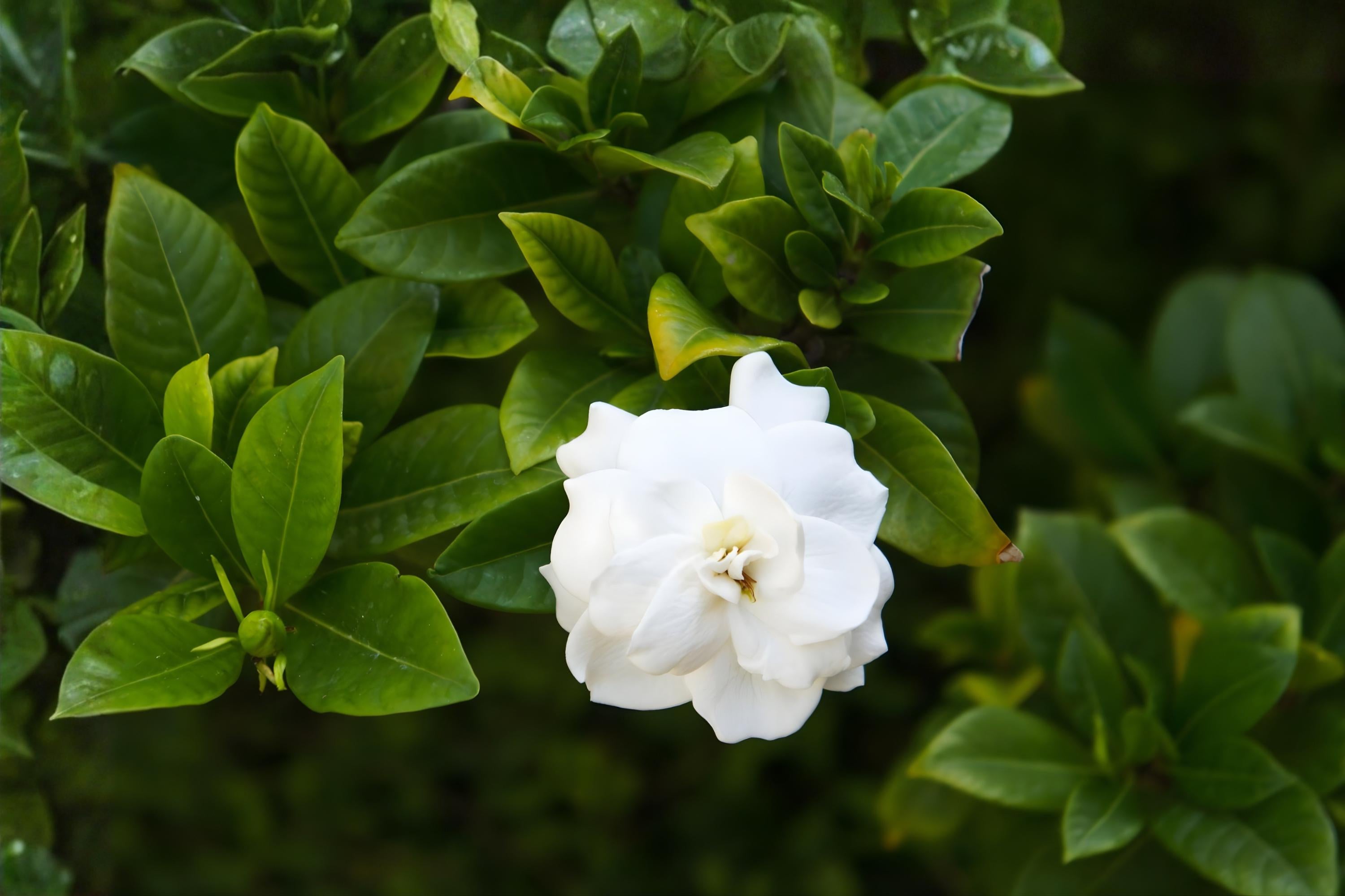 Gardenia Seeds 20 Pack | Fragrant Evergreen Shrub | Gardenia jasminoides | Ornamental & Fragrant Plant Seeds