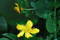 Great St John’s Wort Seeds – Hypericum pyramidatum, Perennial Flower with Bright Yellow Clusters, Pollinator Support
