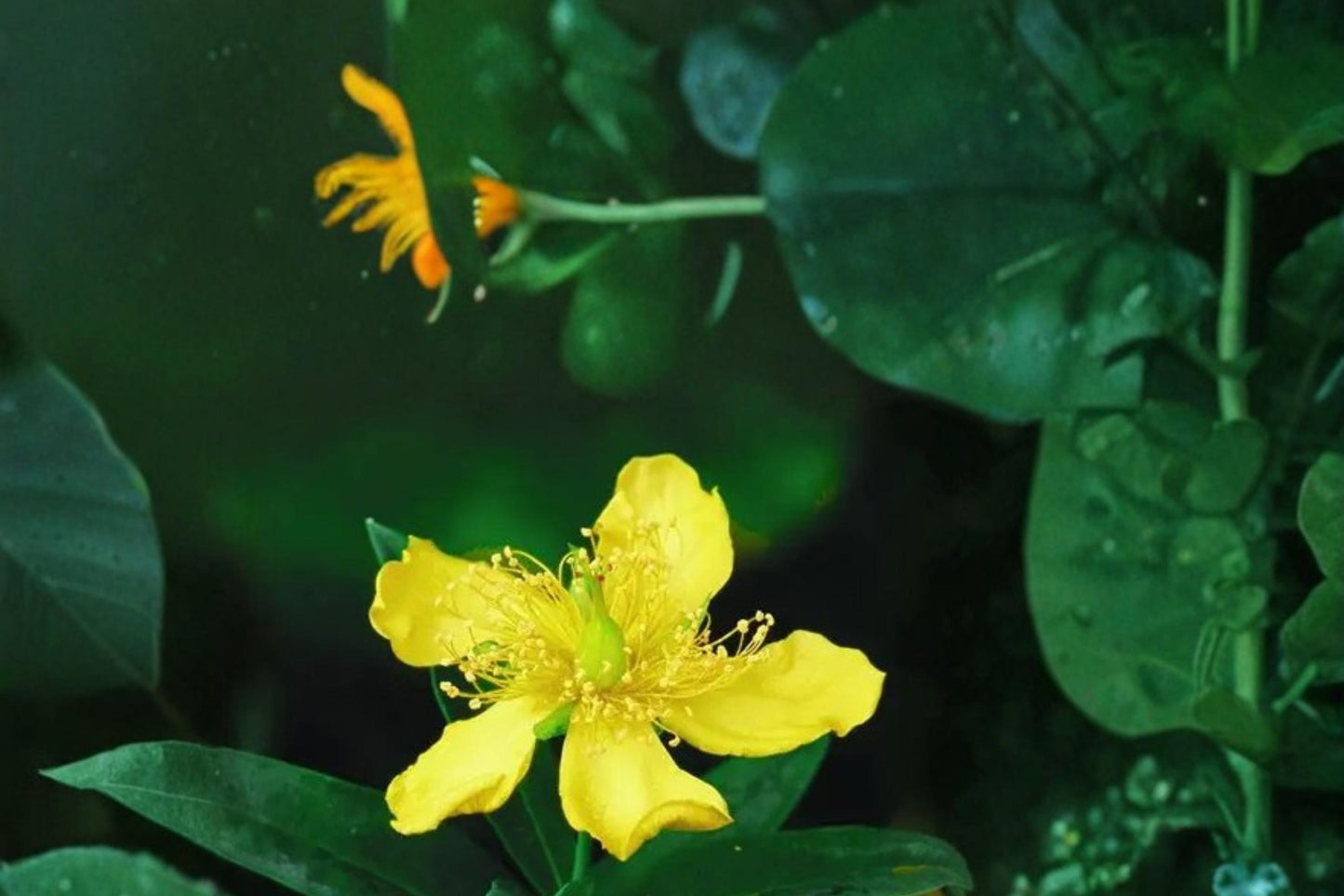 Great St John’s Wort Seeds – Hypericum pyramidatum, Perennial Flower with Bright Yellow Clusters, Pollinator Support