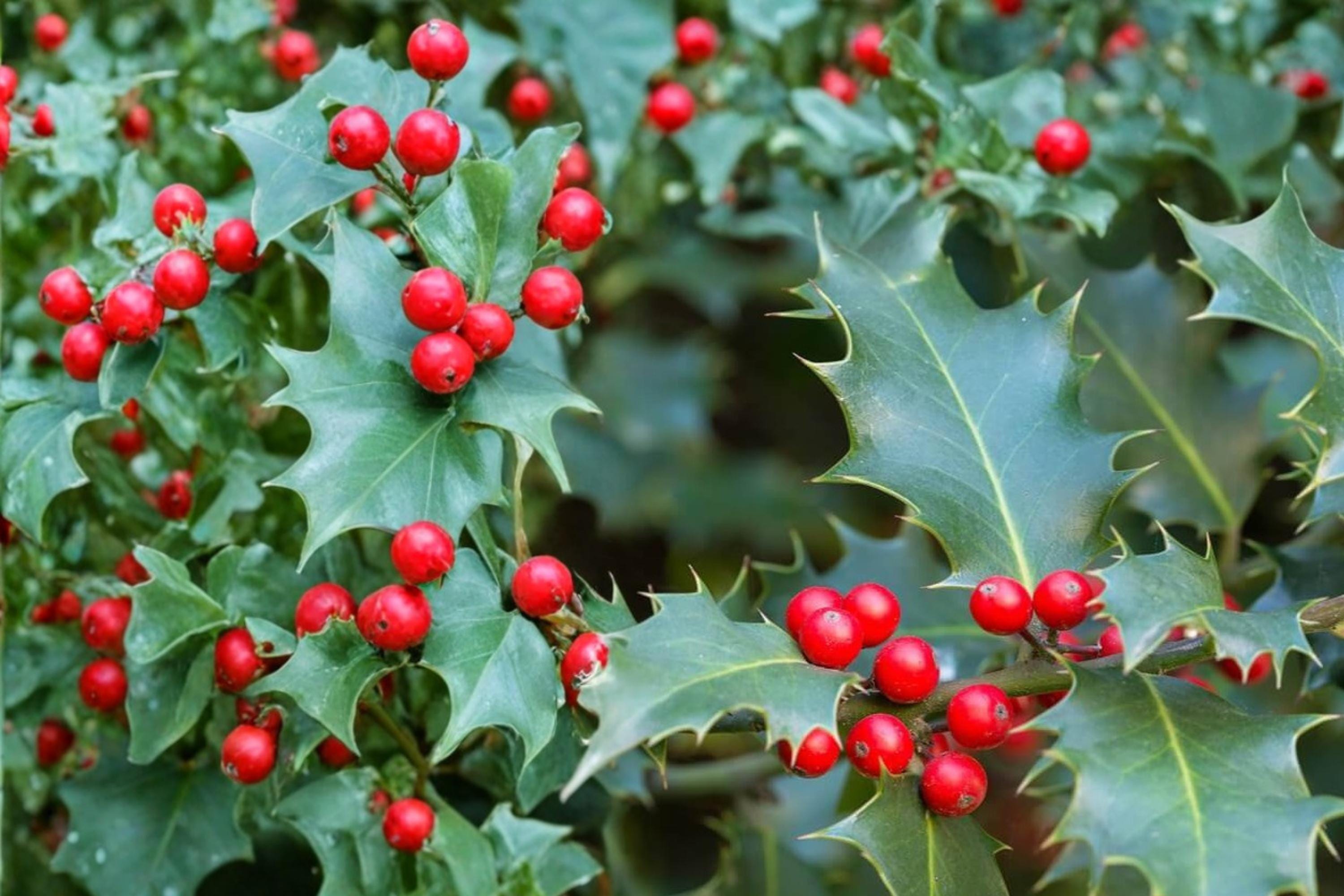 English Holly Seeds - Ilex aquifolium Evergreen Ornamental Tree with Red Berries for Landscaping & Hedge Planting