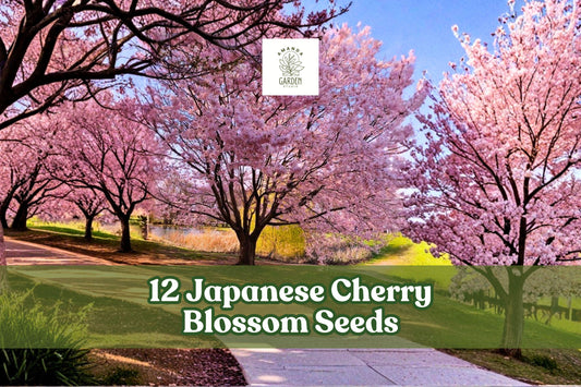 Japanese Cherry Blossom Seeds, Prunus serrulata, Pink Flowers, Ornamental Tree, Garden or Bonsai, 12 Seeds