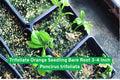 Trifoliate Orange Seedling Bare Root 3-4 Inch Poncirus trifoliata Cold Hardy Citrus Grafting Rootstock