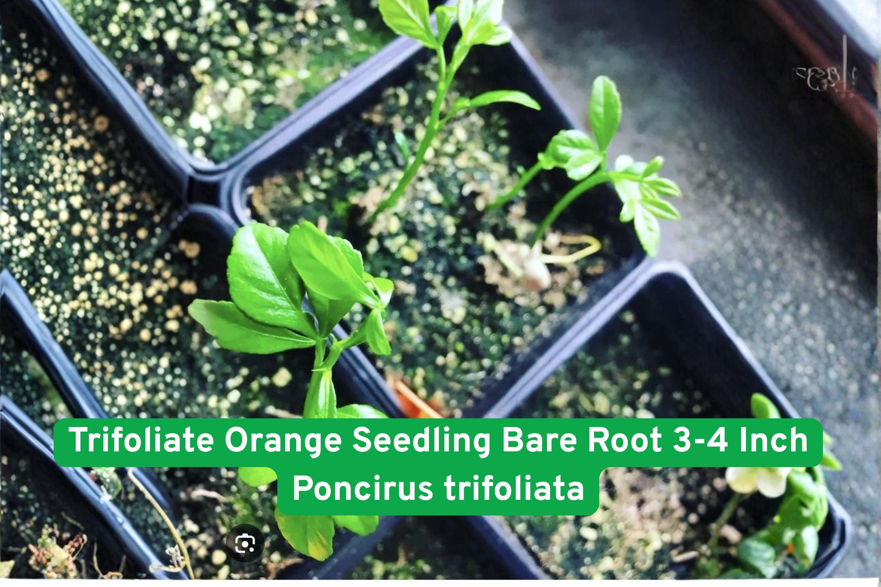 Trifoliate Orange Seedling Bare Root 3-4 Inch Poncirus trifoliata Cold Hardy Citrus Grafting Rootstock