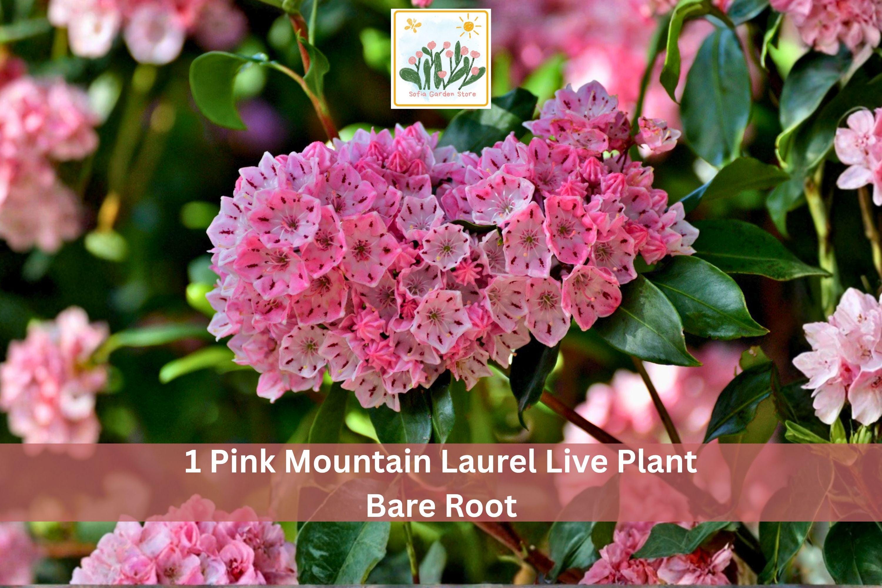 Pink Mountain Laurel Live Plant Bare Root – Kalmia latifolia Flowering Shrub for Garden, Landscape, Ornamental Outdoor Display