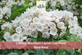White Mountain Laurel Live Plant Bare Root Kalmia latifolia Flowering Shrub for Garden and Landscape