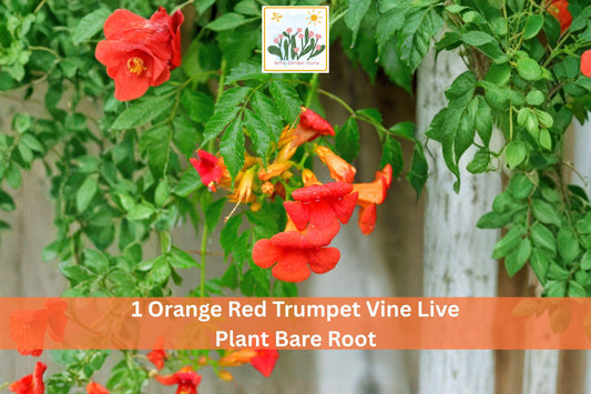Orange Red Trumpet Vine Live Plant Bare Root Campsis radicans Climbing Climber for Fences & Pergolas