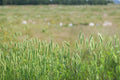 Virginia Wildrye Seeds – Elymus virginicus, Native Perennial Grass for Restoration & Habitat Plantings