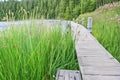 Soft Rush Seeds – Juncus effusus, Perennial Wetland Plant for Water Gardens & Pond Edges
