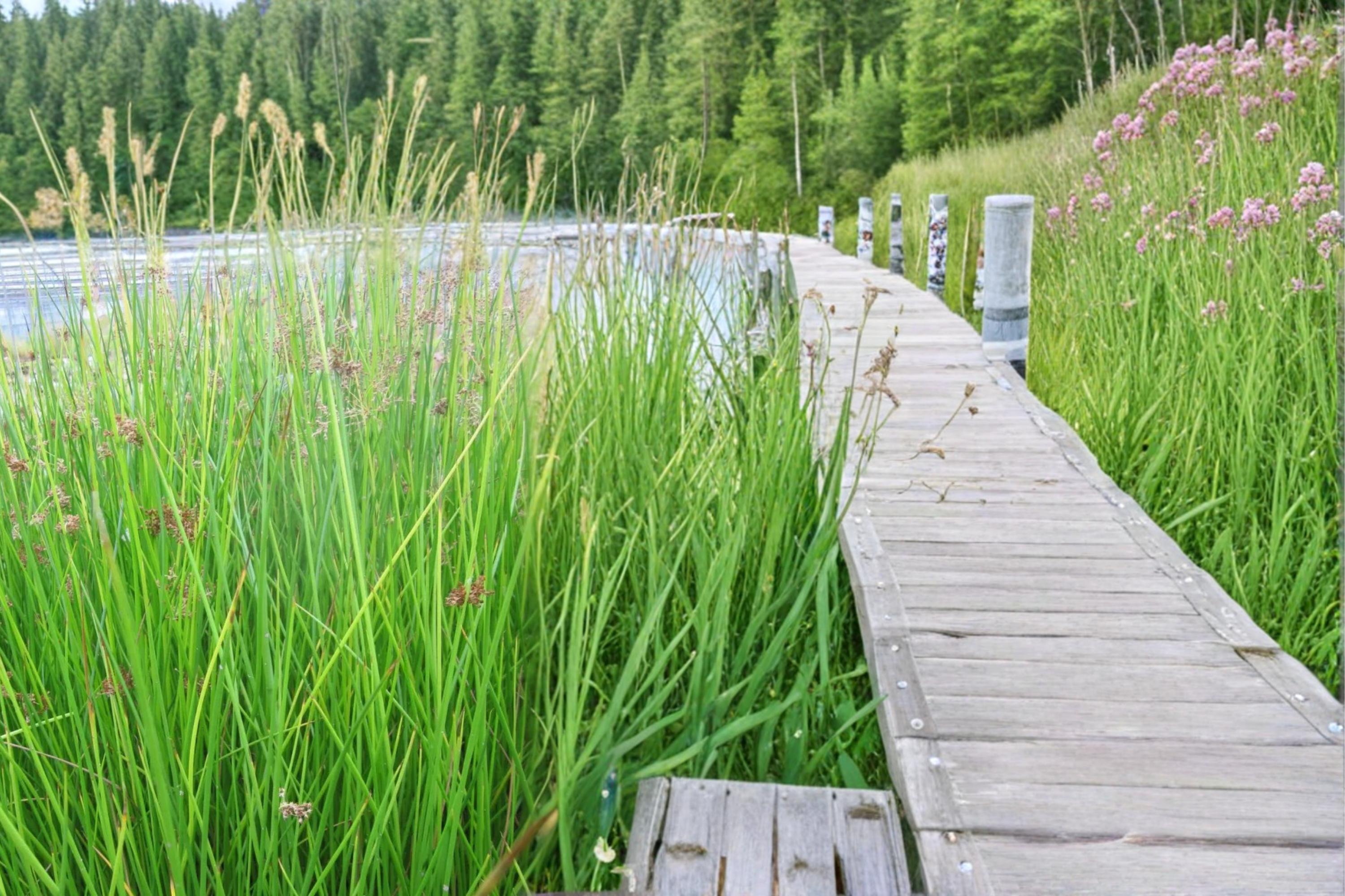 Soft Rush Seeds – Juncus effusus, Perennial Wetland Plant for Water Gardens & Pond Edges