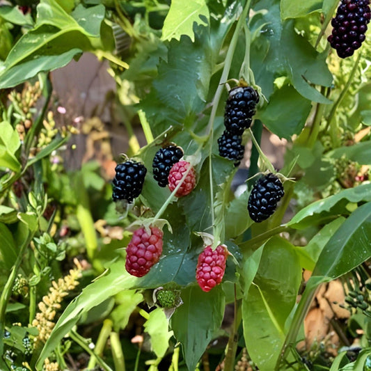 Navaho Thornless Blackberry Starter Plant – 6-10 Inches, Rooted, Sweet Dark Berries, Home Garden, Live Plant