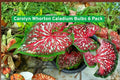 Mixed Ranunculus Bulbs 12 Pack - Colorful Spring Flowers for Garden & Containers