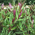 Okinawa Spinach Starter Plant 4-8 Inches Gynura crepioides Edible Green Leafy Plant for Garden