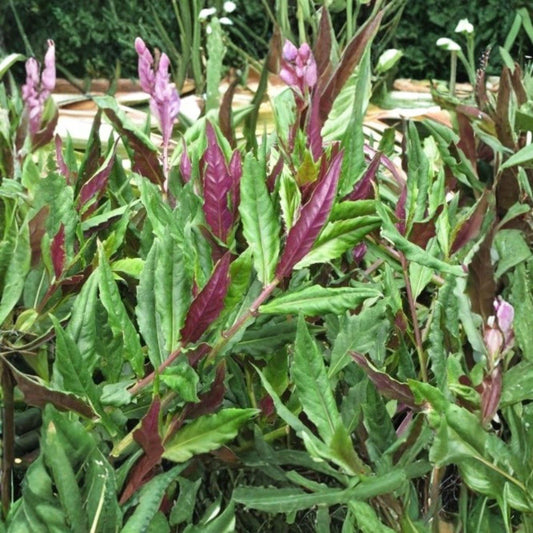 Okinawa Spinach Starter Plant 4-8 Inches Gynura crepioides Edible Green Leafy Plant for Garden