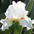 White Bearded Iris Rhizomes – Heirloom Perennial Flower, Iris germanica, Elegant White Blooms, 4 Fresh Rhizomes