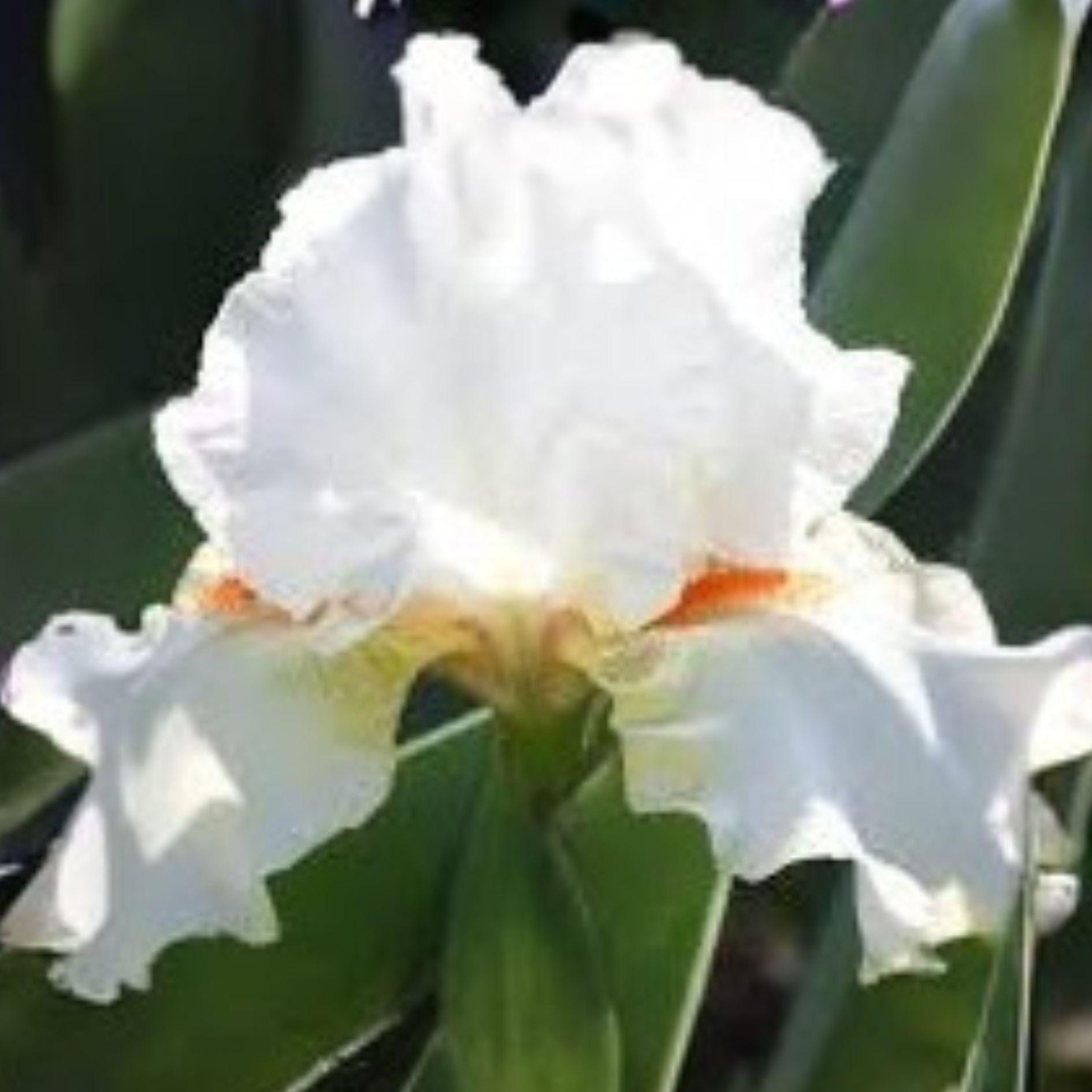 White Bearded Iris Rhizomes – Heirloom Perennial Flower, Iris germanica, Elegant White Blooms, 4 Fresh Rhizomes