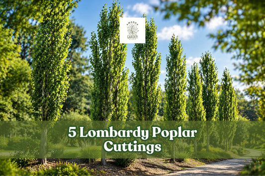 Lombardy Poplar Tree Cuttings – 5 Fast-Growing Privacy Trees Populus nigra ‘Italica’ for Screening & Landscaping