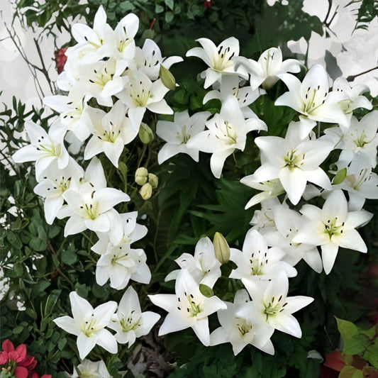 Navona White Lily Bulbs | Hardy Perennial Garden Flowers | Lilium asiatic | 5 Bulbs