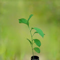 Giant Granadilla Passion Fruit Vine Starter Plant 6-10 Inches, Climbing Passionflower Passiflora for Trellis & Indoor Growing