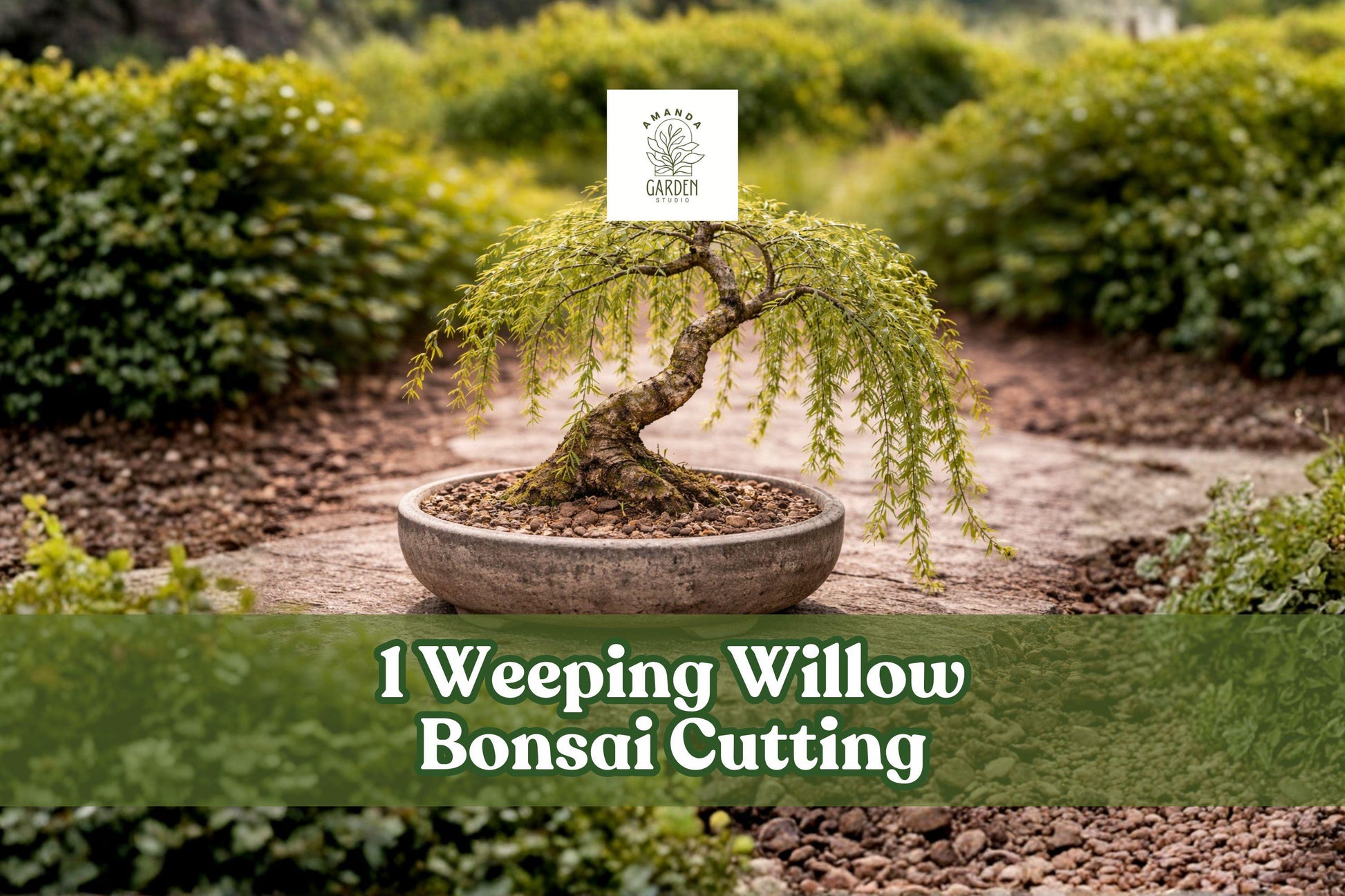 Weeping Willow Bonsai Cutting | Thick Trunk Live Tree | Salix babylonica Bare Root for Bonsai Propagation