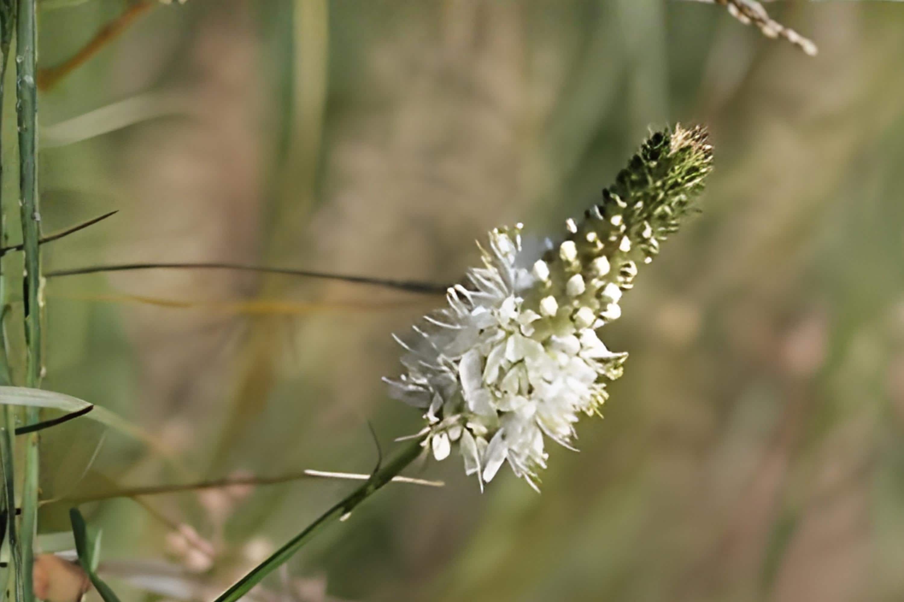 White Prairie Clover Seeds (Dalea candida) - Native Wildflower for Pollinators, Drought Tolerant, Soil Improving, Easy to Grow