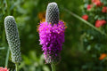 Purple Prairie Clover Seeds (Dalea purpurea) - Native Wildflower for Pollinators, Drought Tolerant, Soil Improving, Prairie Garden Plant