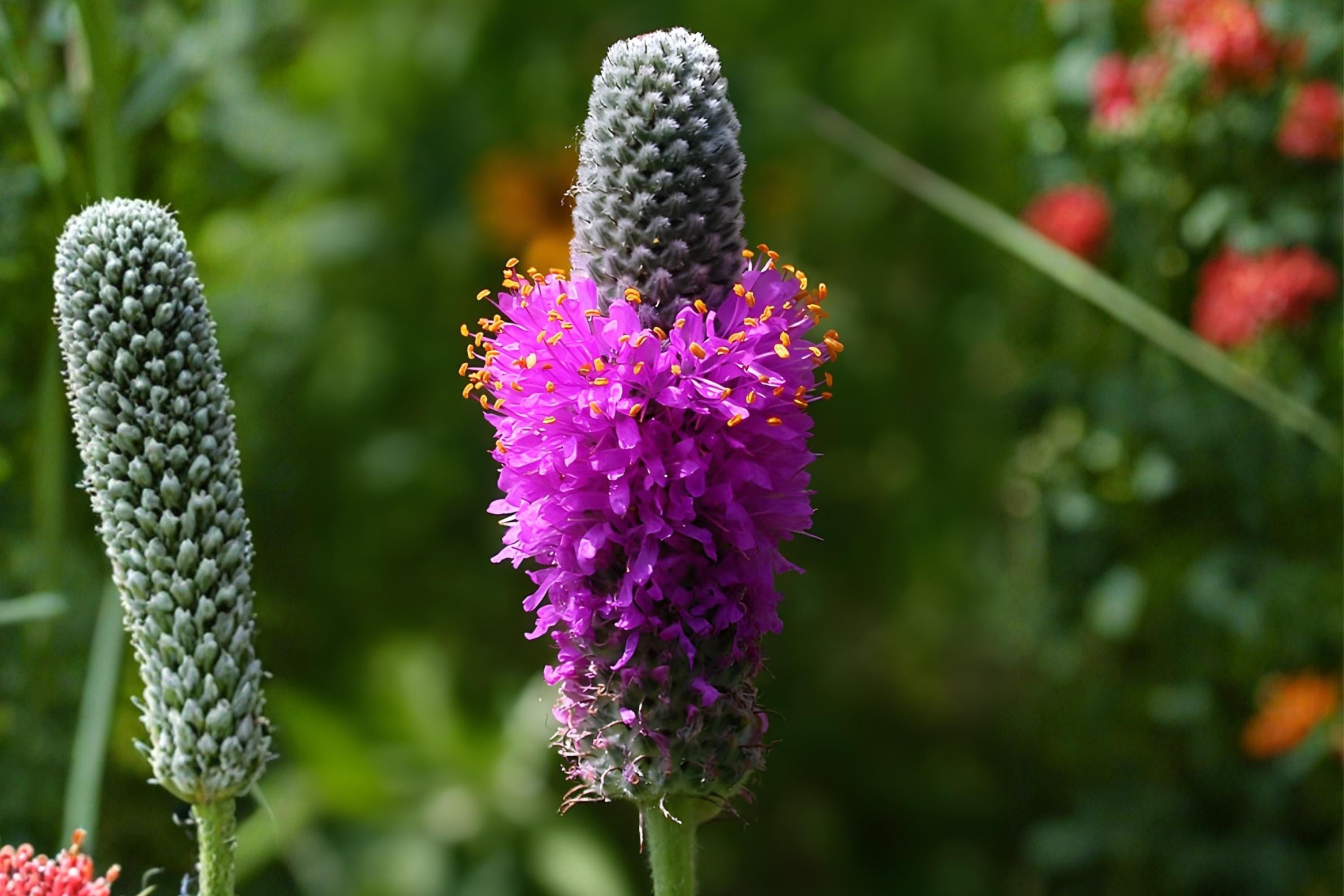 Purple Prairie Clover Seeds (Dalea purpurea) - Native Wildflower for Pollinators, Drought Tolerant, Soil Improving, Prairie Garden Plant