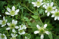 White Avens Seeds – Geum canadense Perennial Woodland Wildflower with White Flowers for Shade Gardens