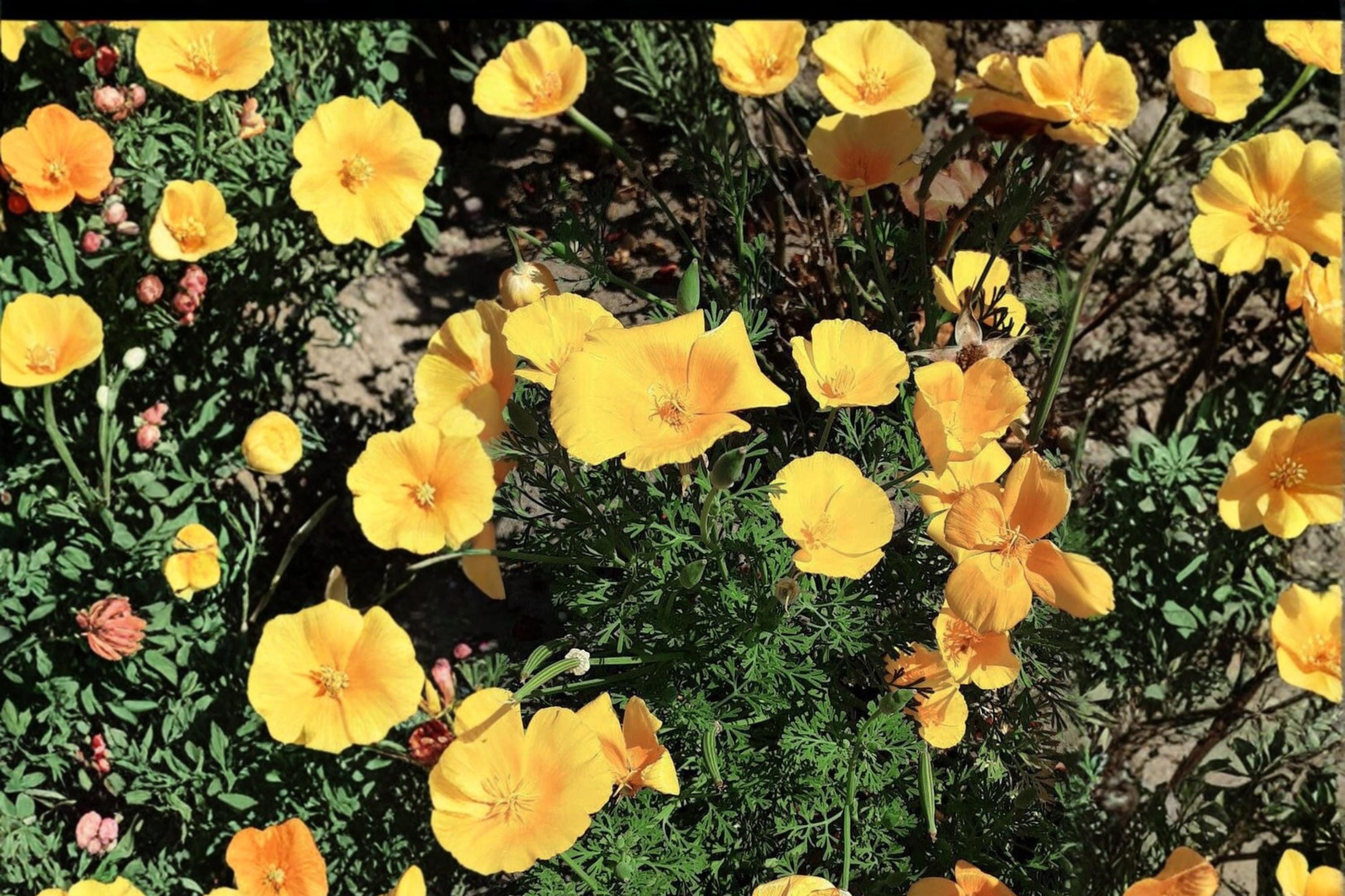 Tufted California Poppy Seeds – Eschscholzia caespitosa, Drought Tolerant Wildflower, Yellow Annual Flower for Garden & Wildflower Planting