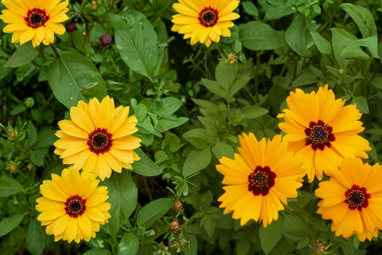 Golden Wave Coreopsis Seeds – Annual Wildflower with Bright Yellow Daisy-Like Flowers – Coreopsis basalis